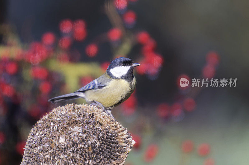 大山雀向日葵(Parus major)